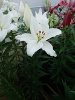 [4280 Severn Mak No101.JPG]